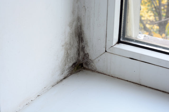 Mould Protection Pico X Singapore 